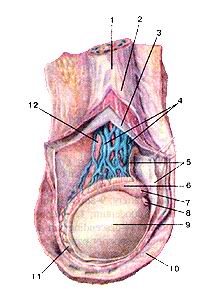  
  Рис. 265. Яичко (testis). Мужская половая железа. 1-семенной канатик; 2-фасция 
  мышцы, поднимающей яичко; 3-внутреняя семенная фасция. 4-лозовидное венозное 
  сплетение; 5-влагалишная оболочка яичка (серозная); 6-головка придатка яичка; 
  7-мривссок придатка яичка; 8-привесок яичка; 9-яичко; 10-мошонка; 11-хвост придатка 
  яичка; 12-семявыносящий проток.
  Fig. 265. Яичко. Мужская половая железа.
  l-funiculusspermaticus; 2-fasciacremastrica; 3-fascia spermatica inter-па; 4-plexus 
  venosus pampiniformis; 5-tunica vaginalis testis(serosa); 6-eaput epididymidis; 
  7-appendix epididymidis; 8-appendix testis; 9-testis; 10-scrotum; 11-cauda epididymidis; 
  12-ductus deferens.
  Fig. 265. Testis.
  Male sex gland. I-spermatic cord; 2-cre-masteric fascia: 3-internal spermatic 
  fascia;
  4-pampiniform plexus; 5-tunica vaginalis (of testis): 6-head of epididymis; 
  7-appendix of epididymis; 8-appendix testis: 9-testis; 10-scrotum; 1 l-tail 
  of epididymis; 12-ductus deferens.